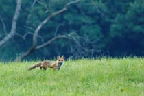 Fox at Meadowville